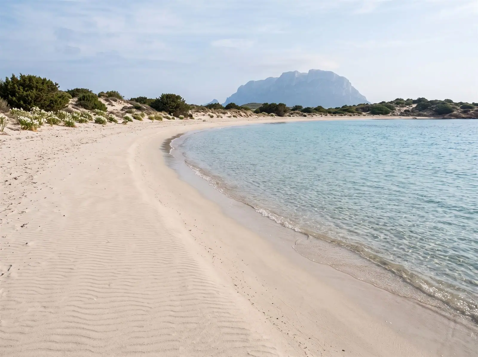 Spiaggia libera e deserta con dune e gigli di mare, Tavolara sullo sfondo